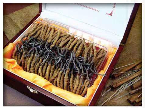 日喀则冬虫夏草回收